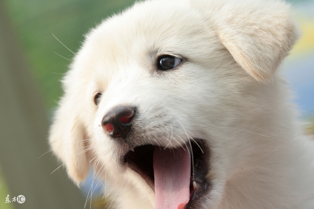 哈士奇不能吃什么食物,哈士奇可以随便吃东西吗