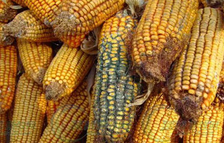 霉菌毒素不根除，猪群咳嗽依旧反反复复！