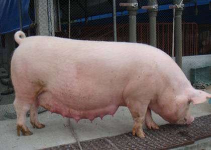 霉菌毒素不根除，猪群咳嗽依旧反反复复！