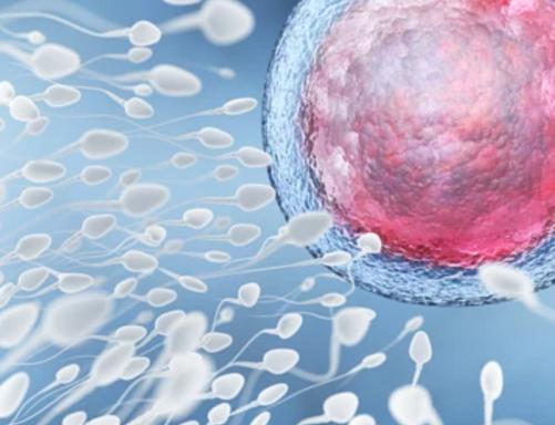 精子的10大秘密,精子的10个秘密