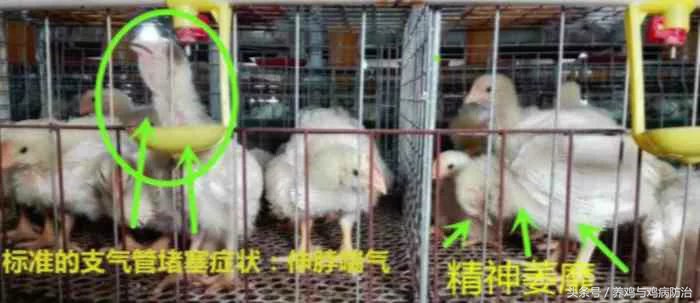 东东养鸡心得——解密肉鸡大规模支气管栓塞