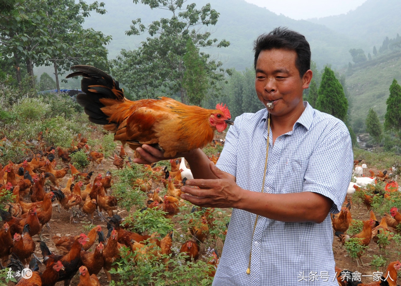 养鸡头歪是什么原因,养鸡啄蛋怎么办
