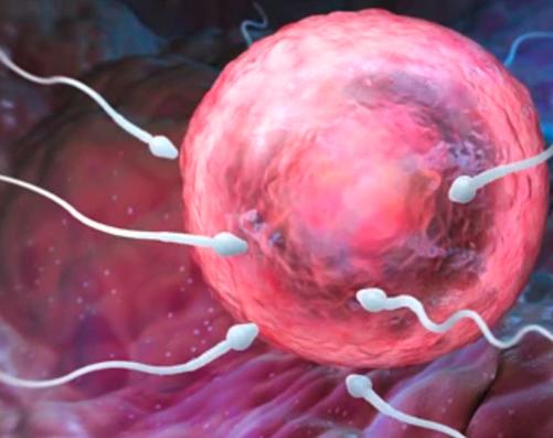 精子的10大秘密,精子的10个秘密