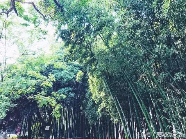 蚌埠最大中学,蚌埠目前最好的中学