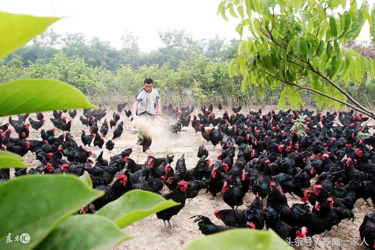 养鸡头歪是什么原因,养鸡啄蛋怎么办