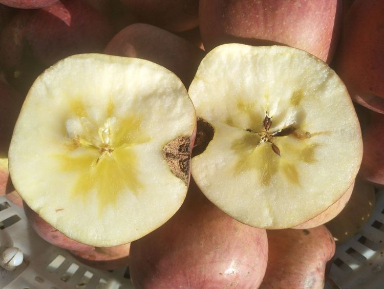 木村苹果,日本木村苹果的故事