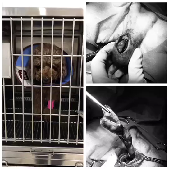 新手养狗超全狗狗绝育指南,宠物冷知识合集