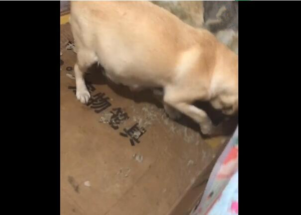 狗狗要生宝宝要准备什么,狗狗要生了有什么先兆