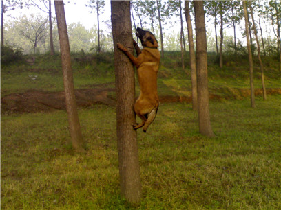 怎么判断马犬着凉发烧了,马犬如何辨别