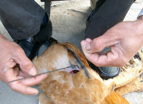 传统阉鸡技术教程视频,古老的阉鸡技术