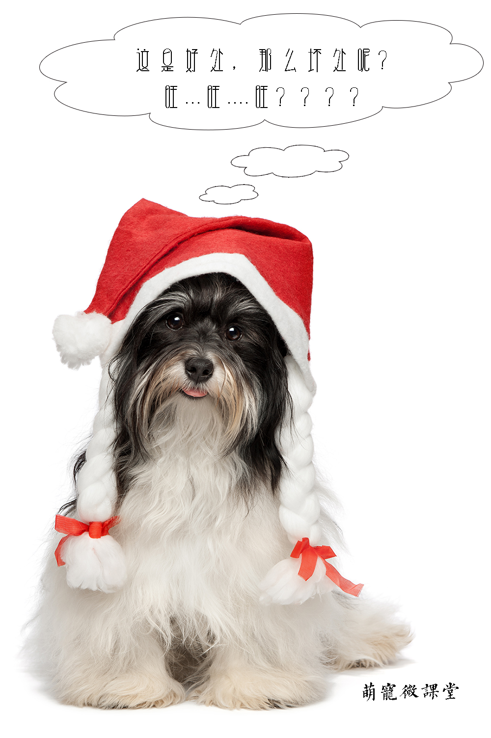 新手养狗超全狗狗绝育指南,宠物冷知识合集