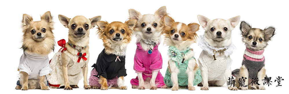 新手养狗超全狗狗绝育指南,宠物冷知识合集