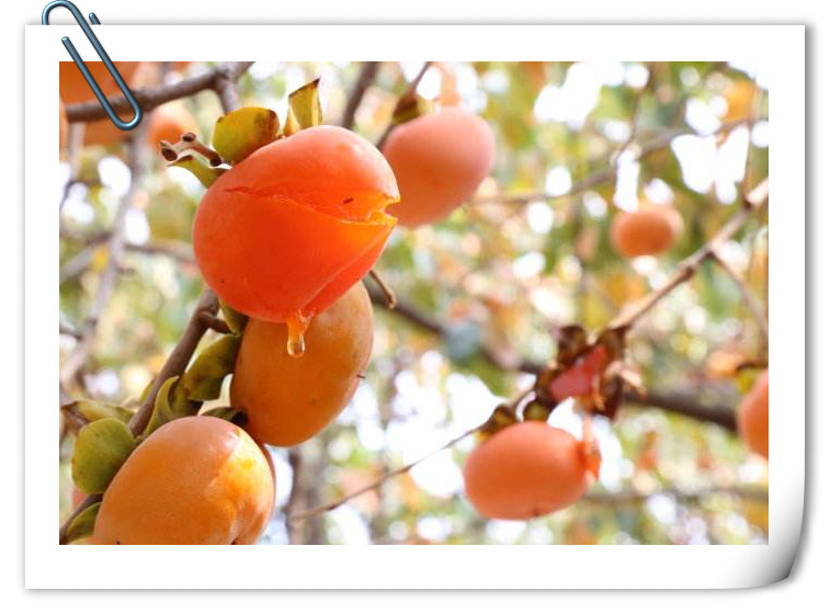 柿子不要贪吃,柿子勿贪多