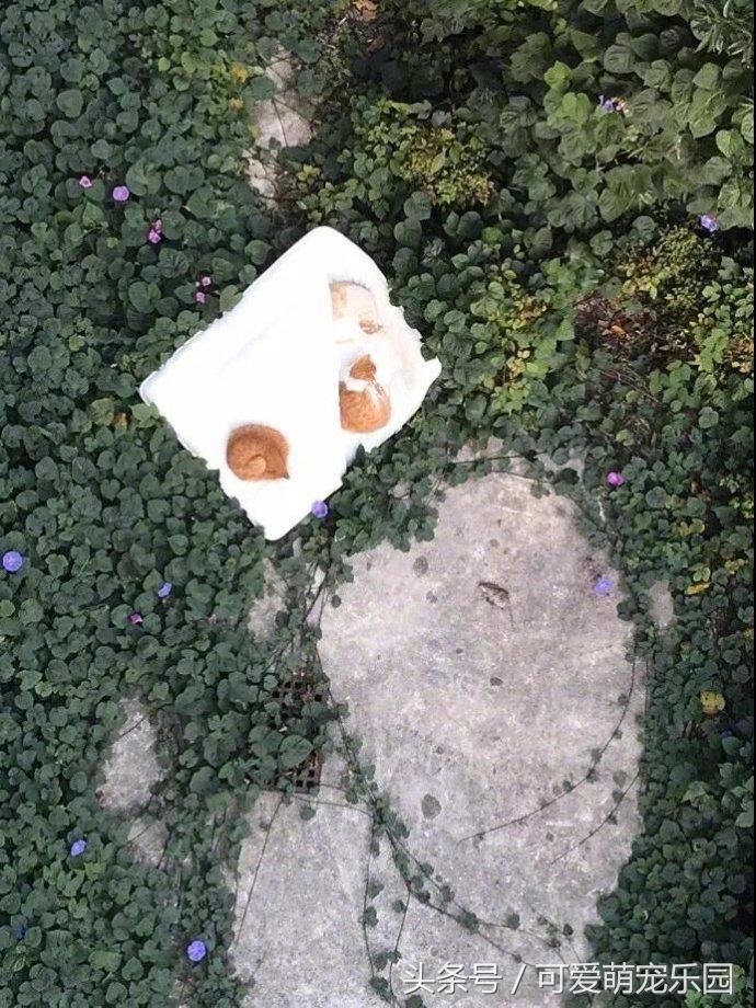 头冷捂头脚冷捂脚，前提是必须经过喵星人同意！