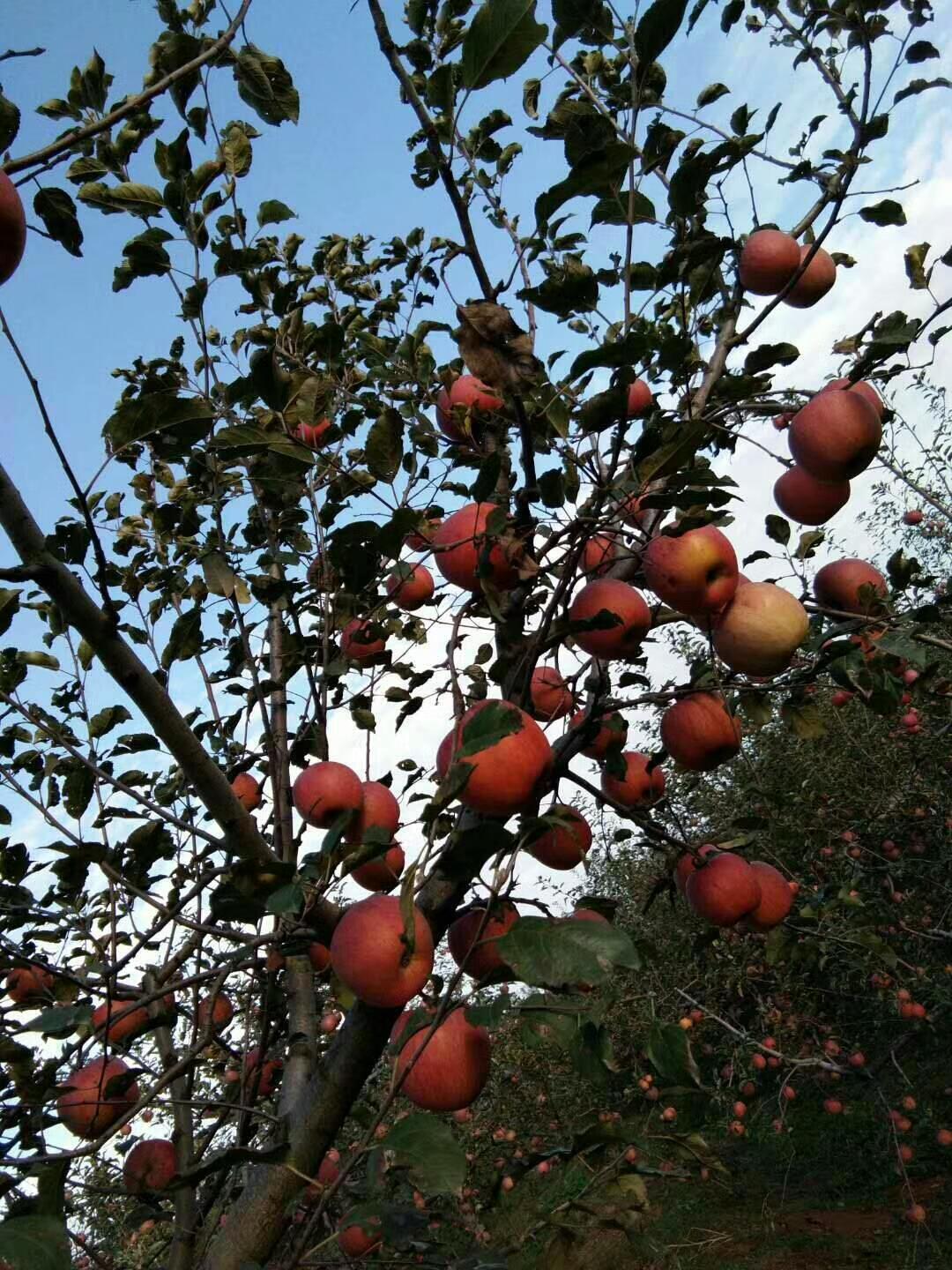 木村苹果,日本木村苹果的故事
