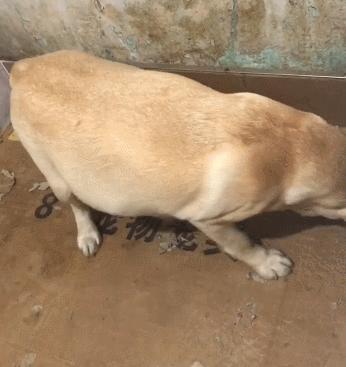 狗狗要生宝宝要准备什么,狗狗要生了有什么先兆