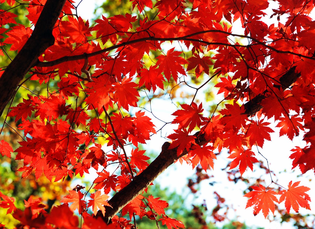 2021秋季最近火的口红,今年秋天很火的口红