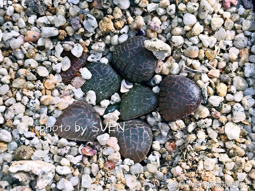 代购双十一值得买吗,多肉植物代购