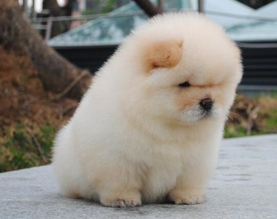 松狮感冒怎么办,松狮犬感冒了吃什么药