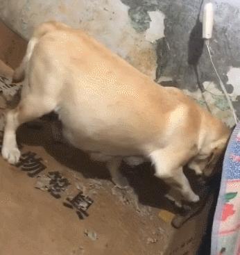 狗狗要生宝宝要准备什么,狗狗要生了有什么先兆