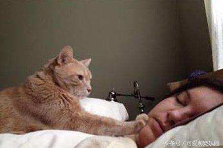 头冷捂头脚冷捂脚，前提是必须经过喵星人同意！