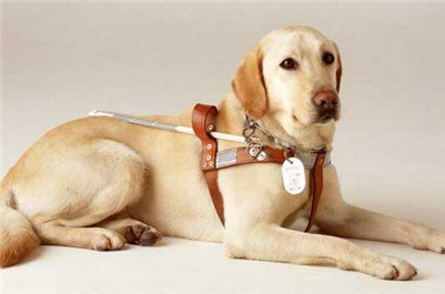 纯种拉布拉多幼崽特征,纯种拉布拉多犬有什么特征