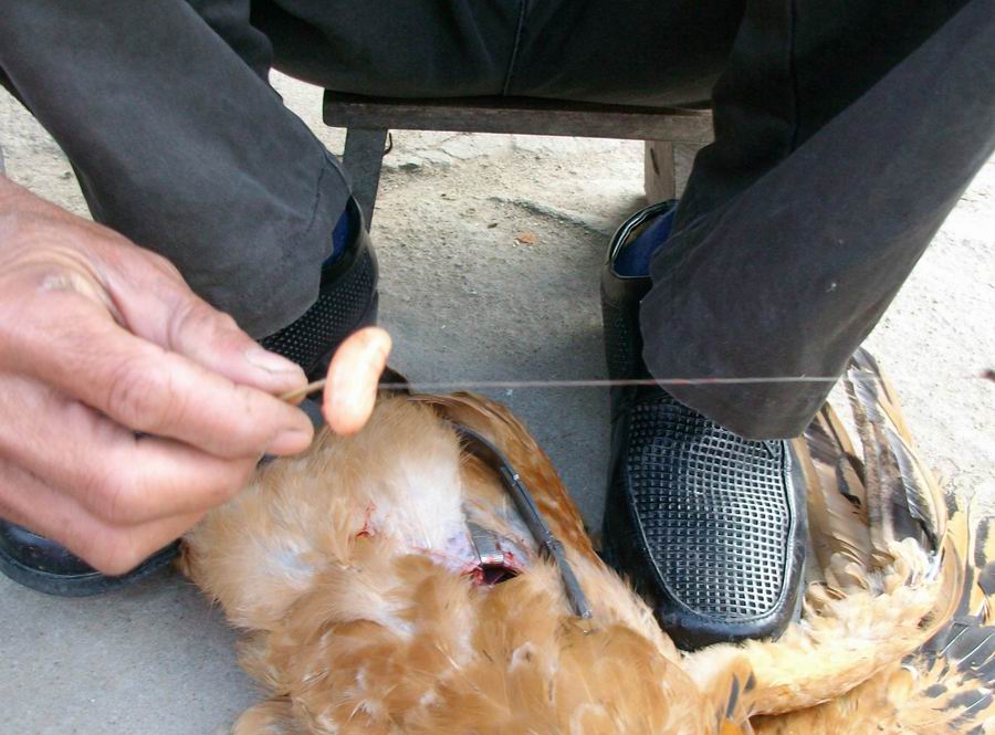 传统阉鸡技术教程视频,古老的阉鸡技术