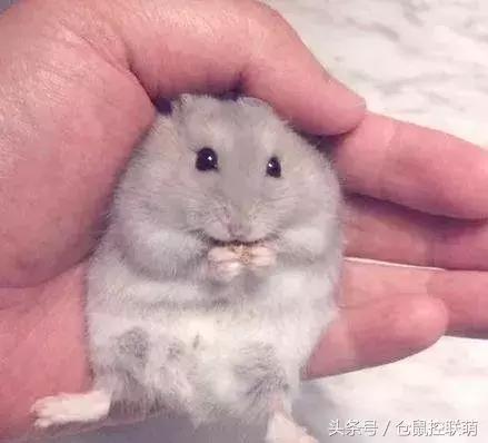 三线仓鼠如何躺手,仓鼠睡觉躺手可爱瞬间