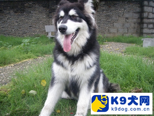 阿拉斯加雪橇犬护食怎么办,k-9爱犬训练