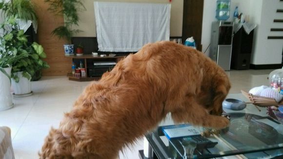 卷毛怎么用夹板拉直,金毛被主人说长得丑