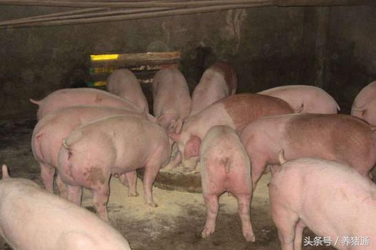猪吃料少解决办法,猪吃料过多导致不怎么吃