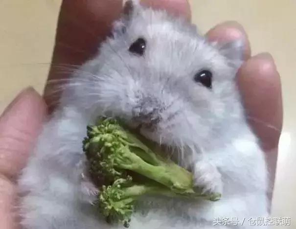 三线仓鼠如何躺手,仓鼠睡觉躺手可爱瞬间