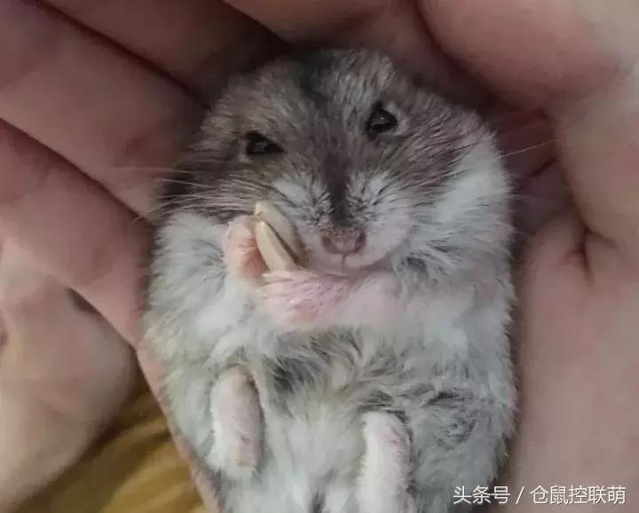 三线仓鼠如何躺手,仓鼠睡觉躺手可爱瞬间