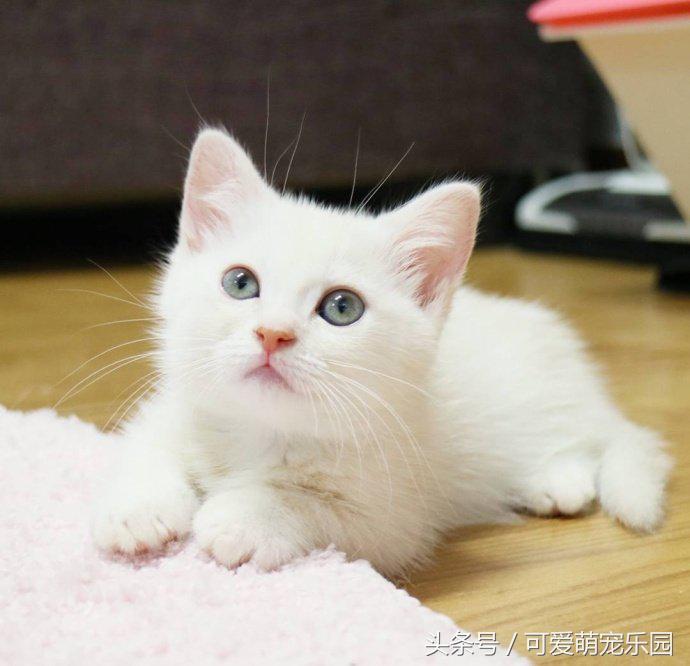 头冷捂头脚冷捂脚，前提是必须经过喵星人同意！