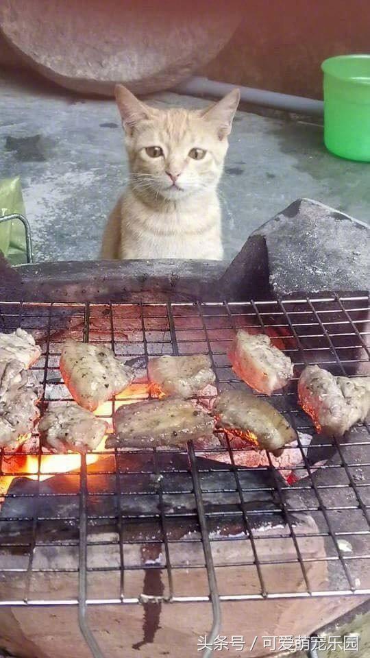 头冷捂头脚冷捂脚，前提是必须经过喵星人同意！