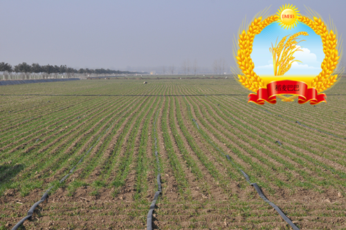 小麦旺长最好控制方法,小麦年前旺长应采取的措施