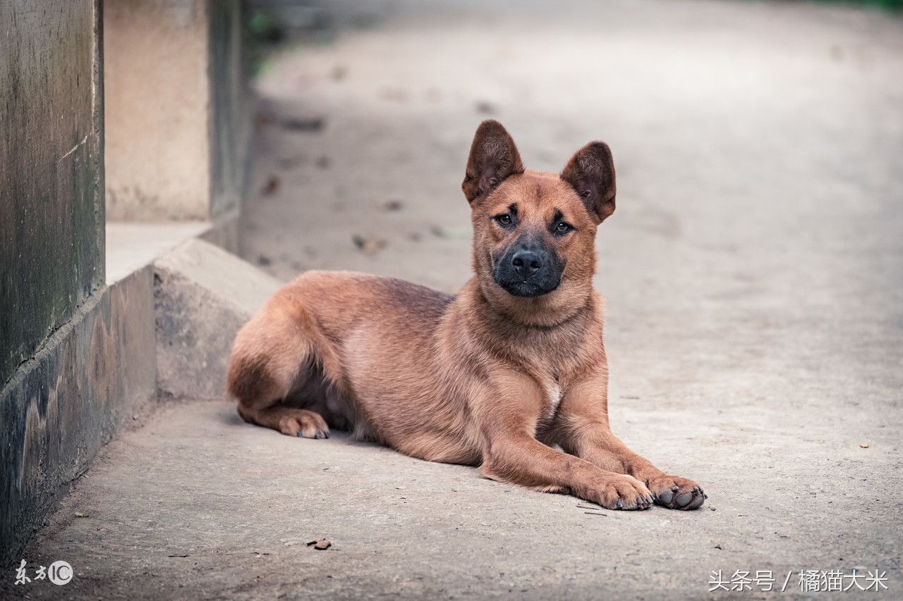 我们本国狗有哪些,中国的狗和外国的狗哪个更乖