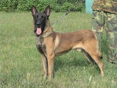 怎么判断马犬着凉发烧了,马犬如何辨别