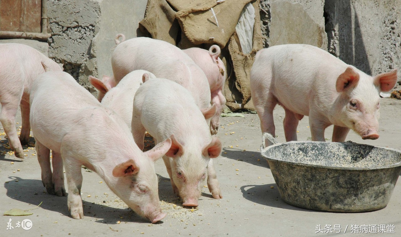 小猪换料一直拉稀怎么办,小猪仔拉稀最简单的秘方