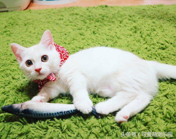 头冷捂头脚冷捂脚，前提是必须经过喵星人同意！