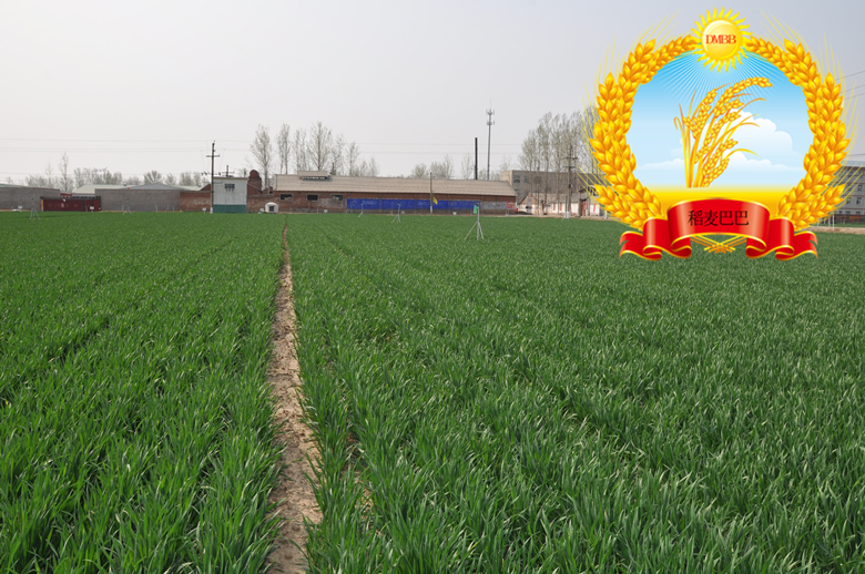 小麦旺长最好控制方法,小麦年前旺长应采取的措施