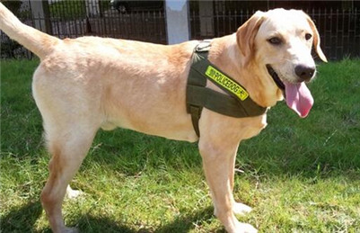 纯种拉布拉多幼崽特征,纯种拉布拉多犬有什么特征