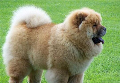 松狮犬怎么选,松狮犬怎么选择品相好