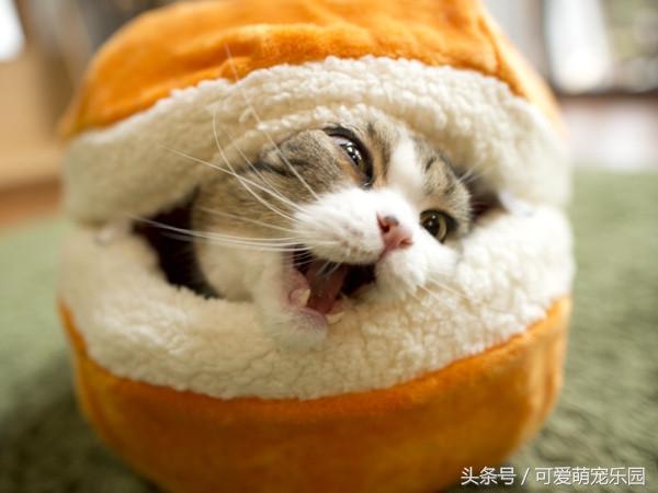 头冷捂头脚冷捂脚，前提是必须经过喵星人同意！