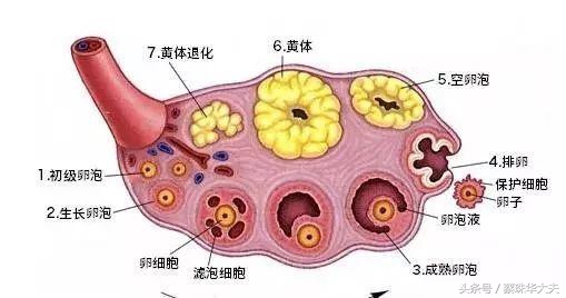怀孕50天卵巢有20mm囊肿正常吗,怀孕50天发现有囊肿囊肿还不小