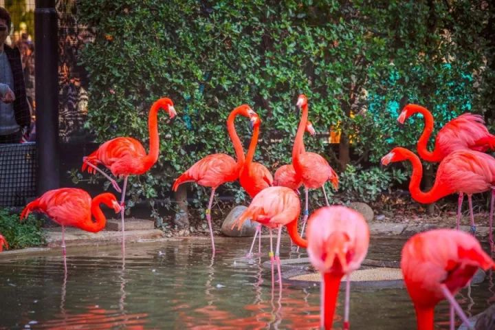 元旦｜做一个现代白领在「日本新年」来临前的谜之淡定