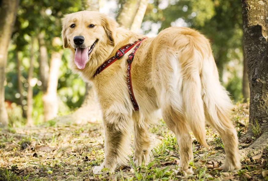 狗狗的品种以及品种的遗传病，*友狗**们要多加关注啊！