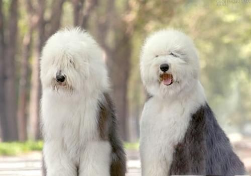 狗狗的品种以及品种的遗传病，*友狗**们要多加关注啊！