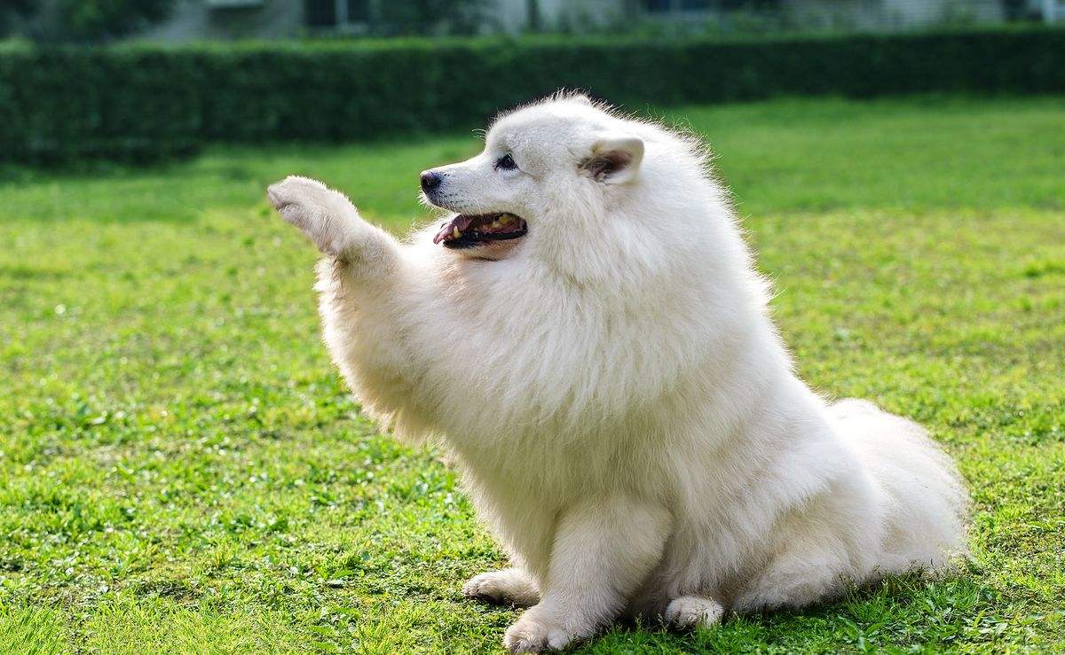 狗狗的品种以及品种的遗传病，*友狗**们要多加关注啊！