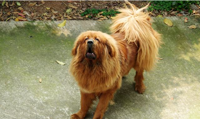 狗狗的品种以及品种的遗传病，*友狗**们要多加关注啊！